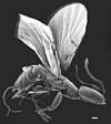 Nigeriella_species_habitus