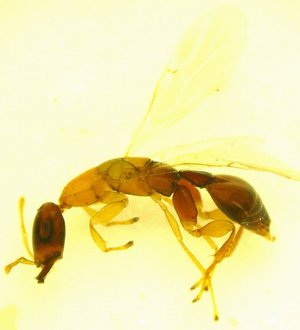 Sycobia_nr_bethyloides_male