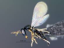 Philocaenus_liodontus