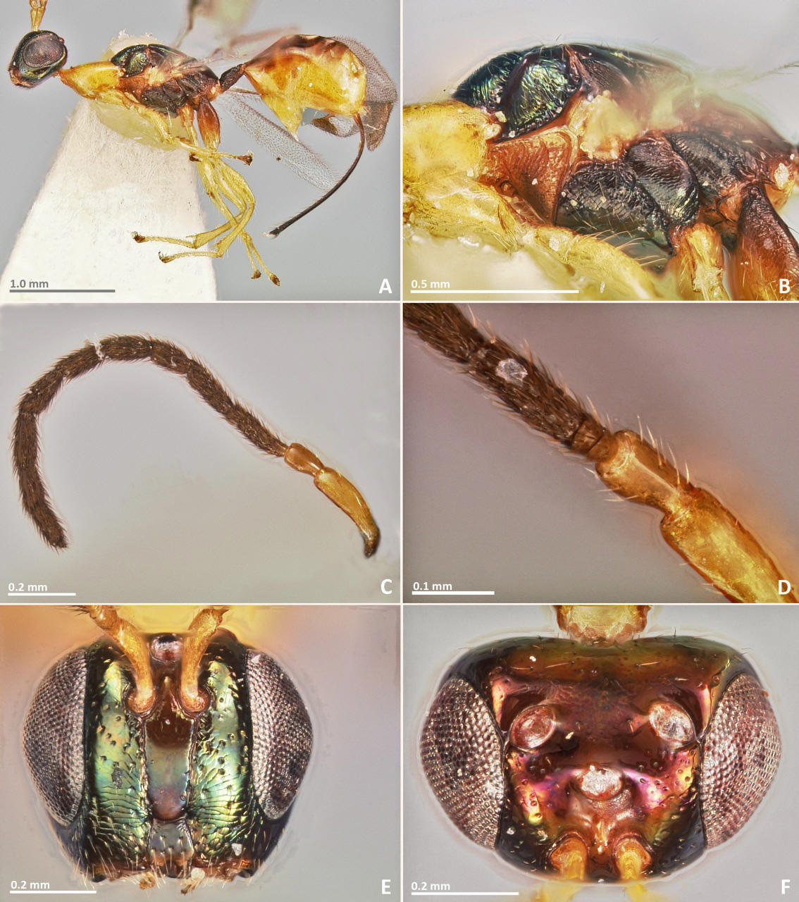 Pseudidarnes_flavicollis_female