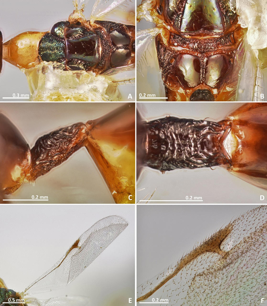 Pseudidarnes_flavicollis_female